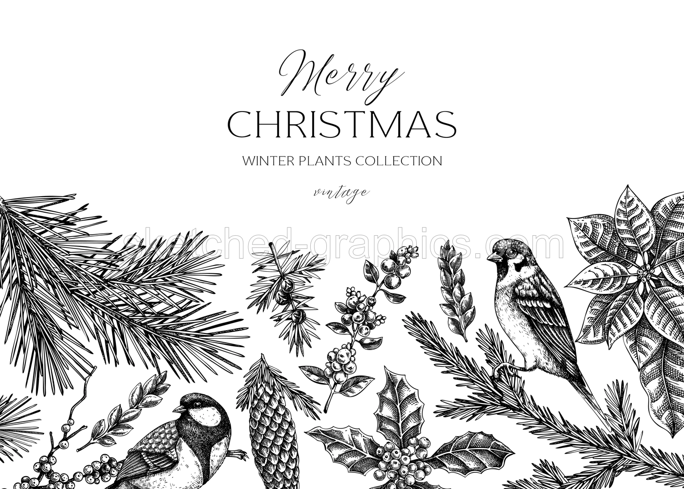 Christmas background design. Winter plants vintage banner. Conifer trees, winter flowers, birds sketches. Hand drawn vector illustration. NOT AI generated Illustration